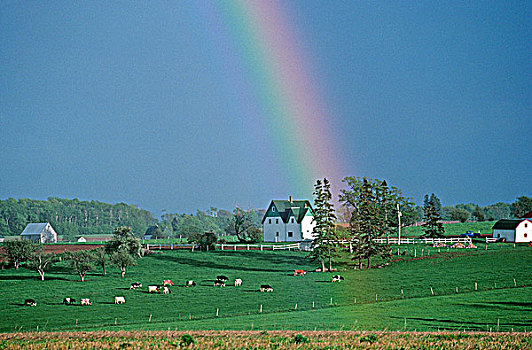 彩虹,上方,农场,爱德华王子岛,加拿大