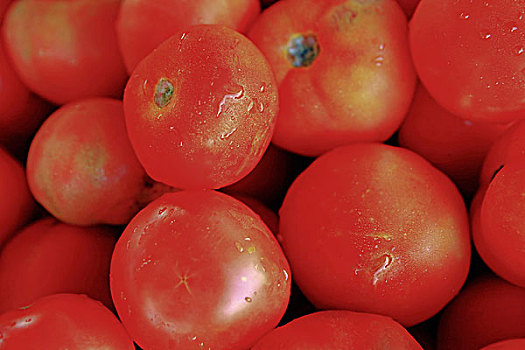 红色,西红柿,澳大利亚