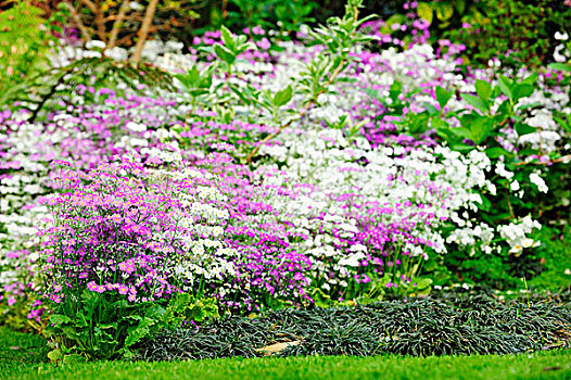 紫色,白花,花园,草坪,前景