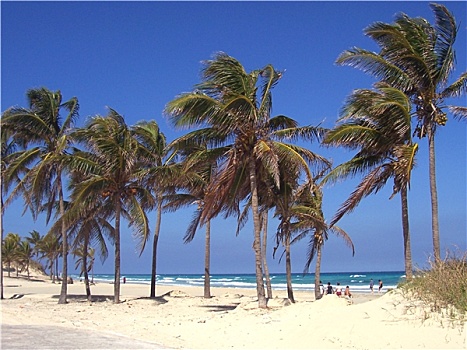 棕榈树,海岸
