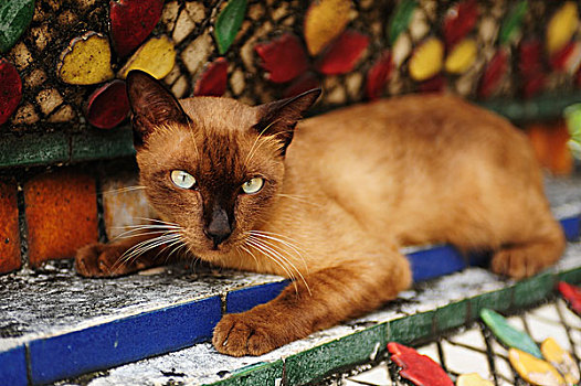 泰国暹罗猫