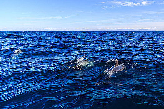 大海中的野生海豚