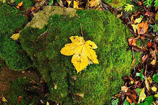 黄色,大槭树,叶子,躺着,苔藓密布,石头,秋天,弗兰哥尼阶,瑞士,中间,弗兰克尼亚,巴伐利亚,德国,欧洲