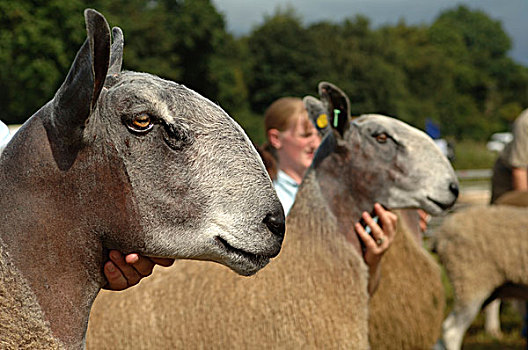 牧羊人,展示,蓝色,公羊,农业