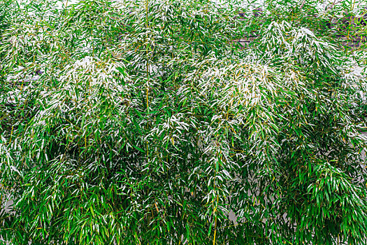 落雪后的绿色竹子