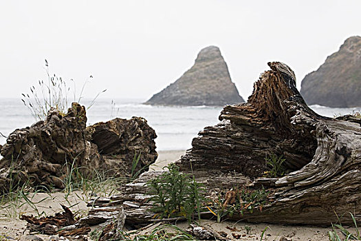 浮木,海滩,岩石构造,海洋,背景,赫西塔角,俄勒冈,美国