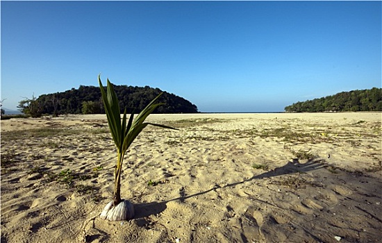 椰树,幼苗,海滩