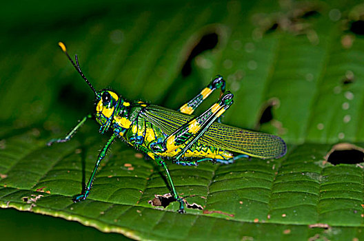 蝗虫,雨林,国家公园,厄瓜多尔,南美
