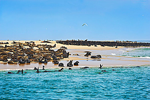 岬角,毛皮,海豹,褐色,普通,鸬鹚,沙子,堤岸,靠近,湾,埃龙戈区,纳米比亚,非洲