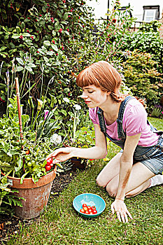 女人,挑选,西红柿,花园