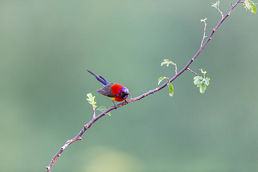 一只雄性蓝喉太阳鸟穿梭于花枝从中寻觅花蜜及昆虫