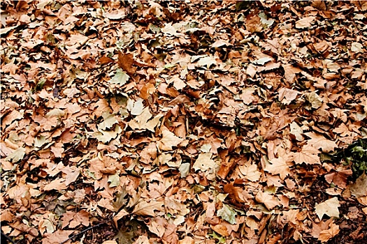 干燥,褐色,叶子,地上