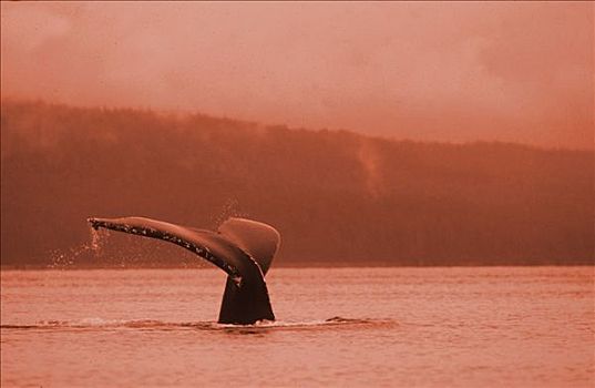鲸,冰河湾国家公园,阿拉斯加,美国,大翅鲸属,鲸鱼