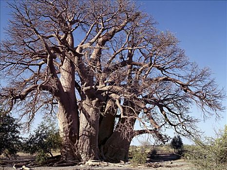 猴面包树,一个,南非,巨大,树干,腰身,30多岁,测量,脚,高度,三个,地面,树