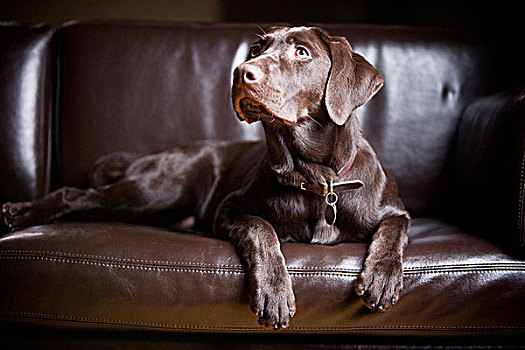 巧克力拉布拉多犬,肖像,拉布拉多犬,坐,沙发
