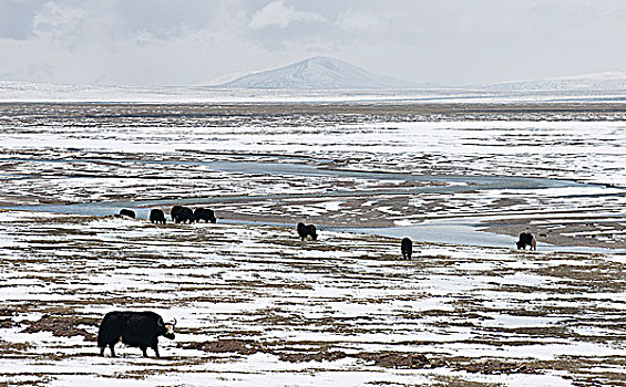 青藏雪地里的牦牛群