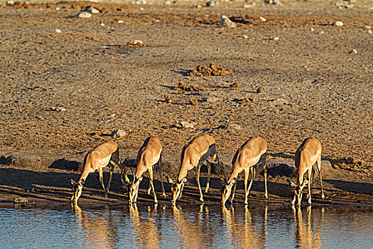 黑脸高角羚,黑斑羚,群,女性,一个,幼小,雄性,喝,水坑,埃托沙国家公园,纳米比亚,非洲