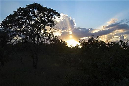 剪影,树,日落,克鲁格国家公园,南非