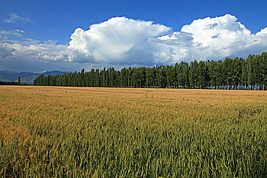 新疆伊犁肖尔布拉克的麦田