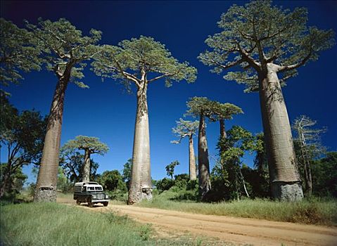 猴面包树,树,旁侧,道路,马达加斯加
