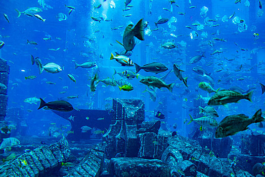 阿联酋迪拜棕榈岛,失落的空间,水族馆