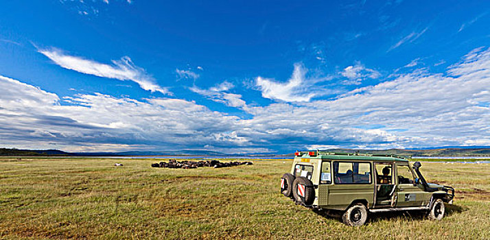 运动型多功能车,正面,非洲,水牛,非洲水牛,纳库鲁湖,纳库鲁湖国家公园,肯尼亚,东非