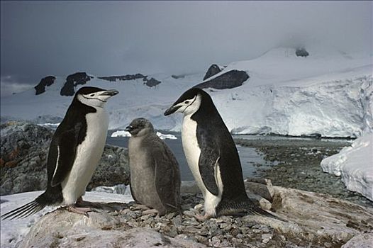 帽带企鹅,南极企鹅,一对,幼禽,天堂湾,南极半岛,南极