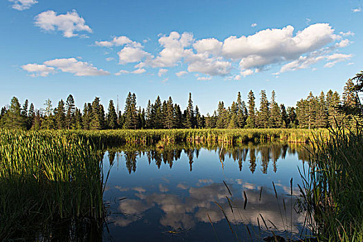 树,长,海岸线,云,反射,水,湖,赖丁山国家公园,曼尼托巴,加拿大