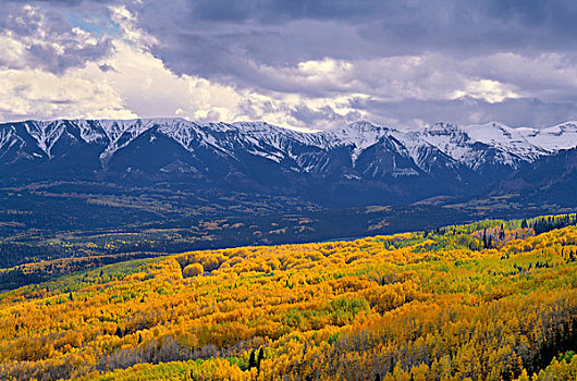 美国,科罗拉多,古尼森国家森林,西部,麋鹿,荒野,秋天,雪,顶峰,山,高处,巨大,小树林,白杨,大幅,尺寸