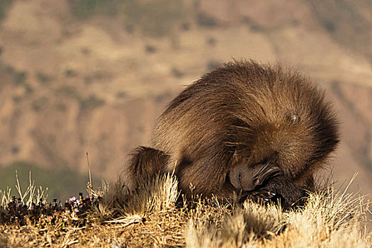 非洲,埃塞俄比亚,塞米恩国家公园,狮尾狒,休息,草丛