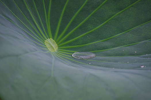 夏日雨荷