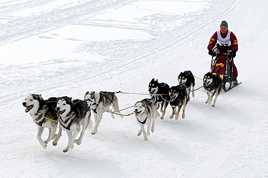 雪撬,狗队,西伯利亚,爱斯基摩犬,国际,狗拉雪橇,比赛,一月,因泽尔,巴伐利亚,德国,欧洲