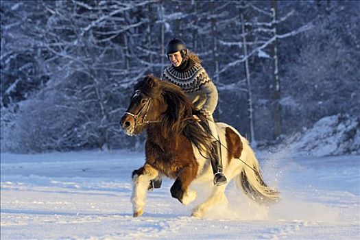 年轻,骑乘,驰骋,冰岛马,寒冬,白天,黄昏