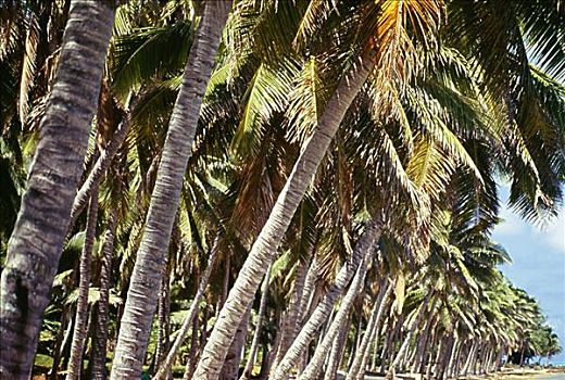 库克群岛,许多,棕榈树,排列,海岸线