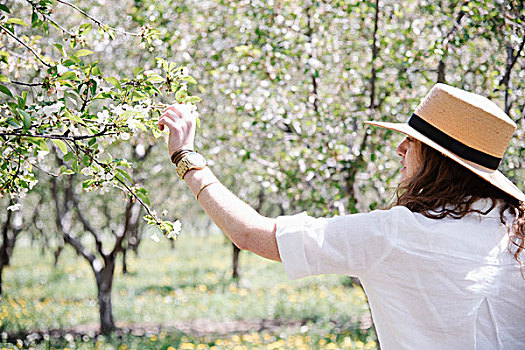 女人,草帽,苹果树,开花