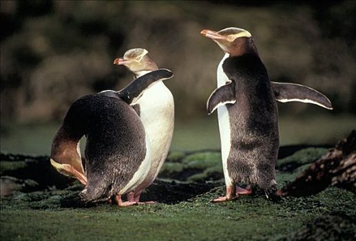 企鹅,三个,南极