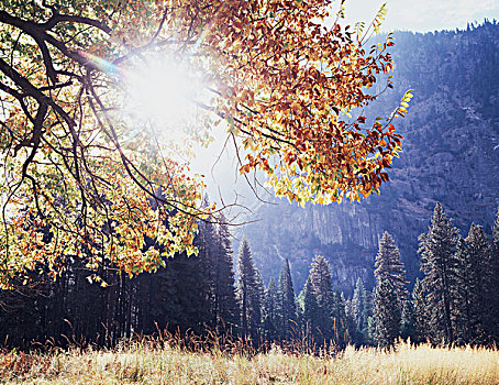 加利福尼亚,内华达山脉,优胜美地国家公园,光线,光泽,秋色,黑色,橡树,栎属,优胜美地山谷,大幅,尺寸