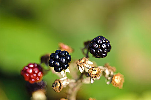 瑞典,岛,成熟,黑莓