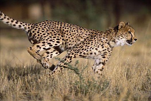 跑,印度豹,非洲