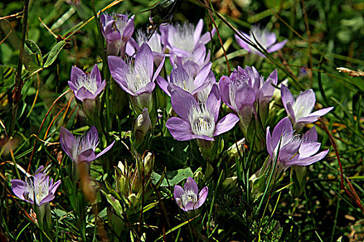 春天,白头翁花,上陶恩山国家公园,奥地利,欧洲