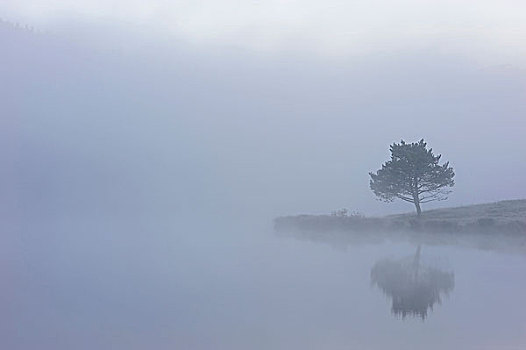 孤树,水,湖,秋天,云雾