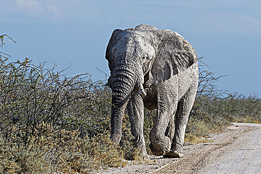 非洲,灌木,大象,雄性动物,非洲象,遮盖,干燥,泥,觅食,土路,埃托沙国家公园,纳米比亚