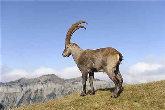 阿尔卑斯野山羊,北山羊,羱羊,冬季外套,伯恩高地,伯尔尼,高地,瑞士,欧洲
