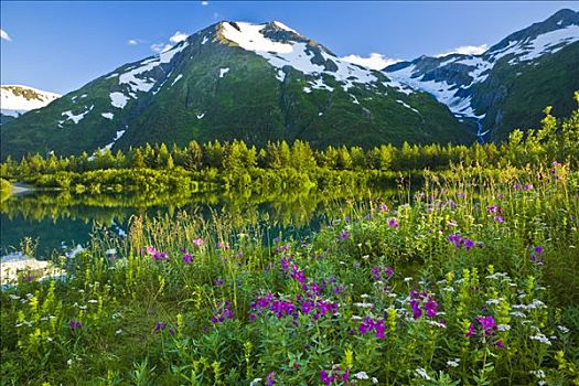 夏天,景色,湖,排列,野花,楚加奇国家森林,阿拉斯加