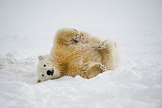 北极熊,玩耍,浮冰,沿岸地区,北极圈,国家野生动植物保护区,阿拉斯加,秋天