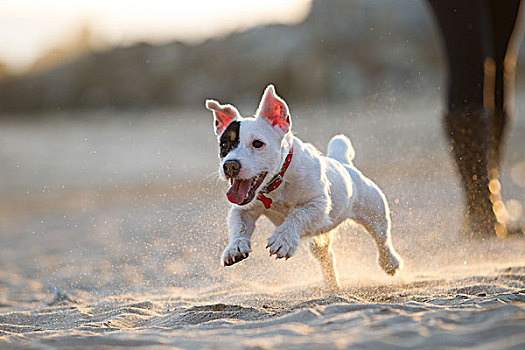 杰克罗素狗,跑,海滩