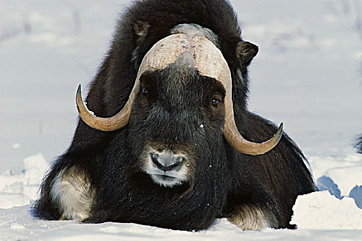 麝牛,雄性动物,雪中,阿拉斯加