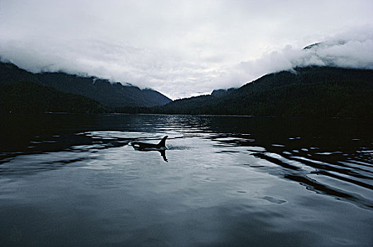 逆戟鲸,游泳,生态,温哥华岛,不列颠哥伦比亚省,加拿大