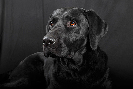 黑色拉布拉多犬,狗,雄性,德国,欧洲