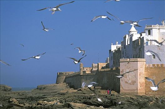 摩洛哥,苏维拉,壁,海边,飞,海鸥